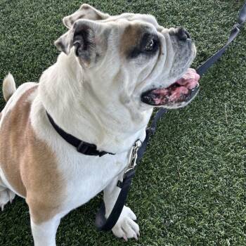 English Bulldog Dogs Available for Adoption - Muffin | PetCurious