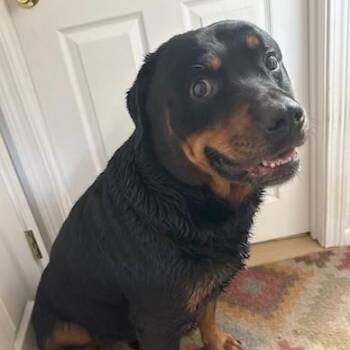 Rescue Rottweiler Dogs for Adoption in Redmond, Washington - Boskoe | PetCurious