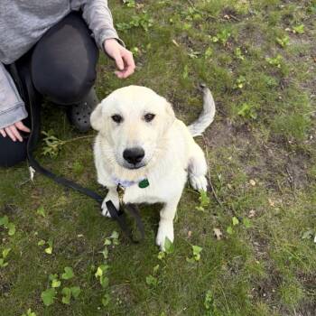 Ansel -  Mixed Breed Dog for Adoption in Buffalo, Minnesota - Ansel | PetCurious