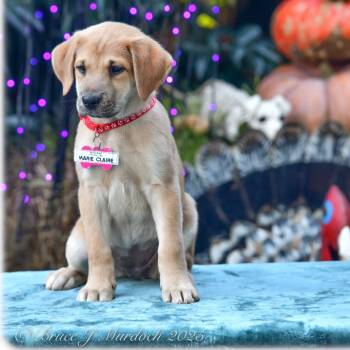 Rescue Labrador Retriever Dogs for Adoption in Wake Forest, North Carolina - Marie Claire | PetCurious