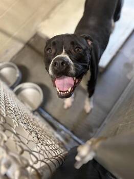 DUSTIN -  Pit Bull Terrier and Mixed Breed Dog for Adoption in St. Cloud, Florida - DUSTIN | PetCurious