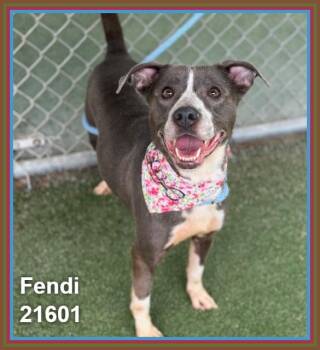 FENDI -  Pit Bull Terrier and American Staffordshire Terrier Dog for Adoption in Marietta, Georgia - FENDI | PetCurious
