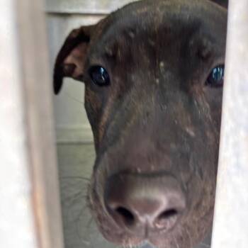 Gidget -  Pit Bull Terrier Dog for Adoption in Greensboro, North Carolina - Gidget | PetCurious