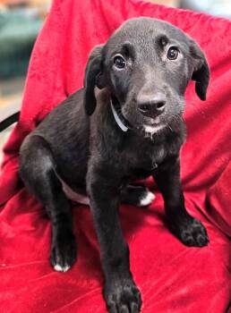 Rescue Mixed Breed Dogs for Adoption in South Portland, Maine - Vincent | PetCurious