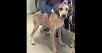 Coonhound Dogs Available for Adoption - Dolly | PetCurious