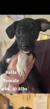 Mixed Breed Dogs Available for Adoption in Wyoming, Michigan - Rella | PetCurious
