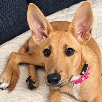 Camila -  Shepherd Dog for Adoption in Baldwin, Maryland - Camila | PetCurious