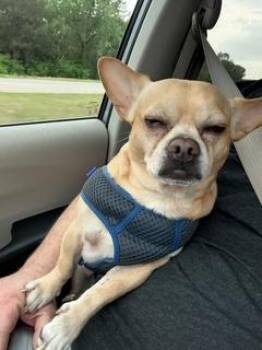 Chihuahua and Pug Dogs Available for Adoption in Wichita, Kansas - Pepe | PetCurious