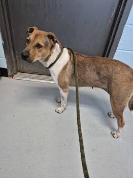 Pen 150 Maggie -  Pit Bull Terrier Dog for Adoption in Lawrenceville, Georgia - Pen 150 Maggie | PetCurious