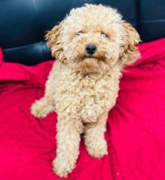 Mixed Breed Dogs Available for Adoption in West Chester, Pennsylvania - Wildwood | PetCurious