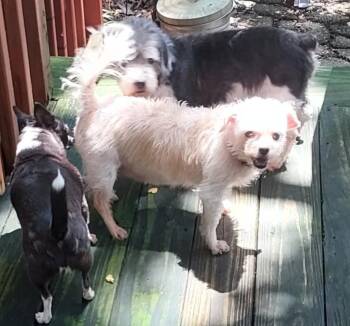 Elbie LB -  Miniature Poodle Dog for Adoption in Acworth, Georgia - Elbie LB | PetCurious