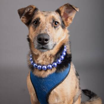 Rescue Australian Shepherd and German Shepherd Dog Dogs for Adoption in Murray, Utah - Inter Stellar | PetCurious