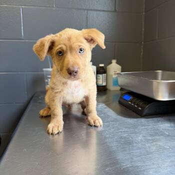 Labrador Retriever and Mixed Breed Dogs Available for Adoption in Tuscaloosa, Alabama - Levi | PetCurious