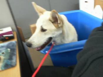 Rescue Mixed Breed Dogs for Adoption in Dallas, Texas - EZRA | PetCurious