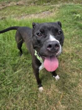 Rescue Mixed Breed Dogs for Adoption in Savannah, Georgia - Mina | PetCurious