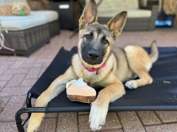 Rescue German Shepherd Dog Dogs for Adoption in Frisco, Texas - Reyna | PetCurious