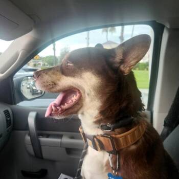 Miles - Chino Hills Location -  Husky and Mixed Breed Dog for Adoption in Chino Hills, California - Miles - Chino Hills Location | PetCurious