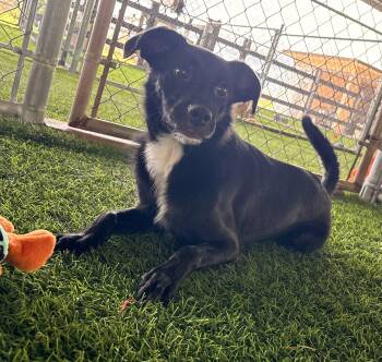 Manuelito -  Mixed Breed Dog for Adoption in New York, New York - Manuelito | PetCurious