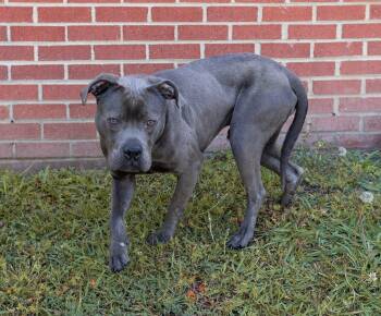 Cuddle Puddle -  Mixed Breed Dog Available for Adoption in Durham, North Carolina - Cuddle Puddle | PetCurious