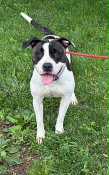 Coco -  Pit Bull Terrier Dog for Adoption in Springfield, Illinois - Coco | PetCurious