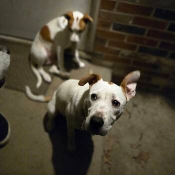 Jack Russell Terrier and Mixed Breed Dogs Available for Adoption - Sweet Pea | PetCurious