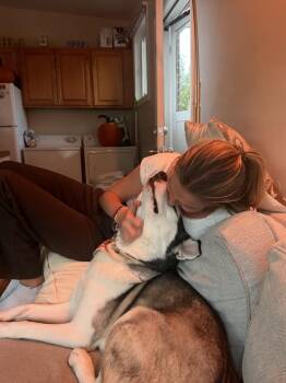 Sheriff -  Husky Dog for Adoption in Denver, Colorado - Sheriff | PetCurious
