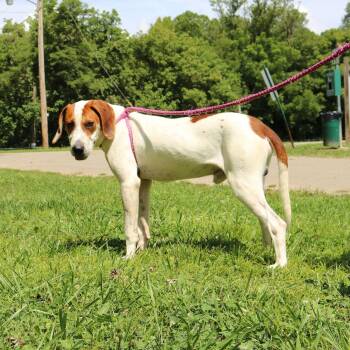 Coonhound Dogs Available for Adoption - Dodger | PetCurious