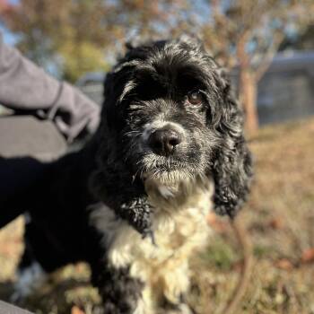 Rescue Cocker Spaniel Dogs for Adoption in Columbia, South Carolina - Velvet | PetCurious