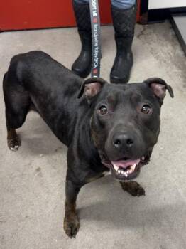 Josie -  Mixed Breed Dog for Adoption in West Chester, Pennsylvania - Josie | PetCurious