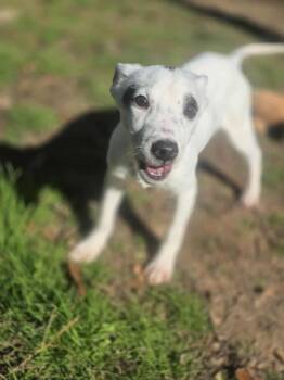 Rescue Terrier Dogs for Adoption in Dover, Arkansas - Corvette | PetCurious