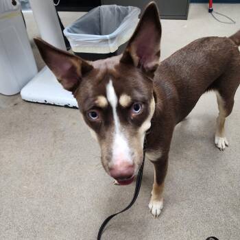 Husky Dogs Available for Adoption - AINSLEY | PetCurious