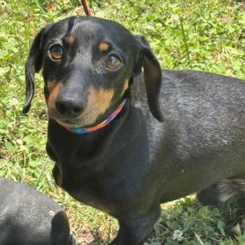 Sam -  Dachshund Dog for Adoption in Meherrin, Virginia - Sam | PetCurious