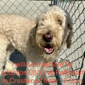 Koko -  Poodle and Mixed Breed Dog for Adoption in Matteson, Illinois - Koko | PetCurious
