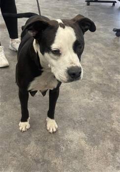 Mixed Breed Dogs Available for Adoption - PEACHES | PetCurious