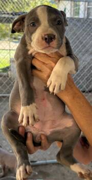 Rescue American Staffordshire Terrier and Mixed Breed Dogs for Adoption in Los Angeles, California - Precious | PetCurious