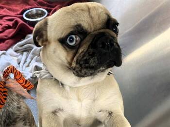 Pug Dogs Available for Adoption in Tustin, California - BELLE | PetCurious