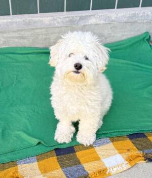 Maltese Dogs Available for Adoption in Placentia, California - KAYCE #547 | PetCurious