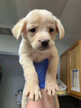 Rescue Mixed Breed Dogs for Adoption in Lockhart, Texas - Skye | PetCurious