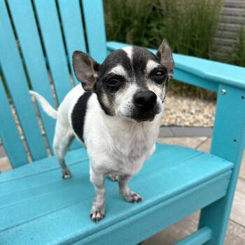 Jinu -  Chihuahua Dog for Adoption in Fargo, North Dakota - Jinu | PetCurious