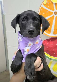 Shiloh -  Australian Cattle Dog Blue Heeler Dog for Adoption in Lakewood Ranch, Florida - Shiloh | PetCurious