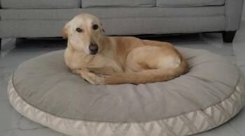 Nala -  Labrador Retriever Dog for Adoption in North Reading, Massachusetts - Nala | PetCurious