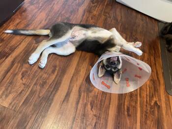 Rescue Mixed Breed Dogs for Adoption in Saskatoon, Saskatchewan - Toby | PetCurious