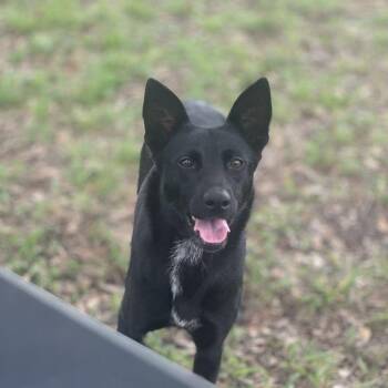 Mary -  Shepherd Dog for Adoption in Woodstock, Ontario - Mary | PetCurious