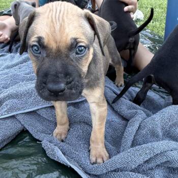 Luke -  Black Labrador Retriever and Mixed Breed Dog for Adoption in Hohenwald, Tennessee - Luke | PetCurious