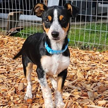 Rescue Cattle Dog and Rat Terrier Dogs for Adoption in Salem, Oregon - Ambrose | PetCurious
