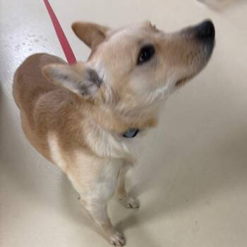 Mixed Breed Dogs Available for Adoption - Dexter | PetCurious