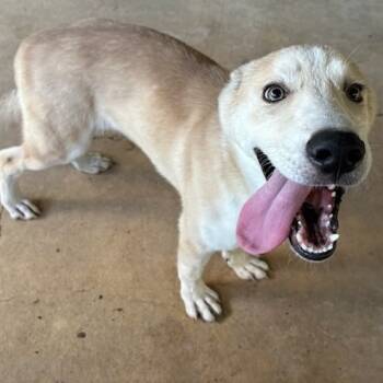 Rescue German Shepherd Dog and Husky Dogs for Adoption in San Antonio, Texas - Scout | PetCurious