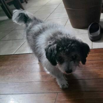 Baby -  Shih Tzu and Maltese Dog for Adoption - Baby | PetCurious