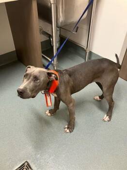 Rescue Pit Bull Terrier and Mixed Breed Dogs for Adoption in Baytown, Texas - WHISTLER | PetCurious