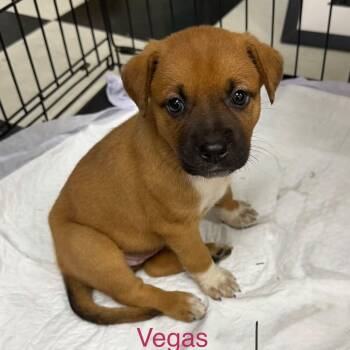 Vegas -  Black Mouth Cur and Pit Bull Terrier Dog for Adoption in Semmes, Alabama - Vegas | PetCurious